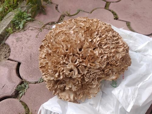 Siedzuń dębowy