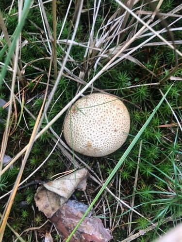 Tęgoskór cytrynowy