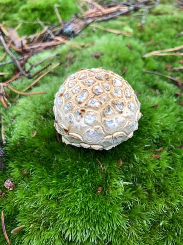 Tęgoskór cytrynowy