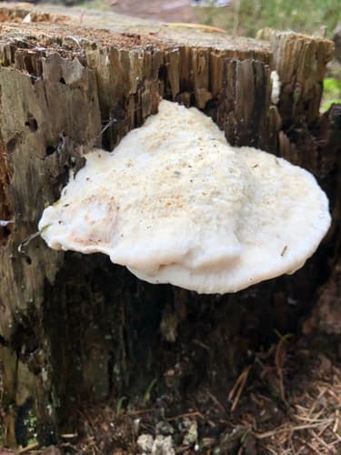 Tyromyces