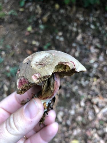 Xerocomellus