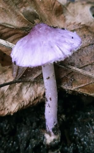 Inocybe lilacina