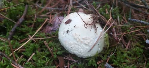 Muchomor cytrynowy