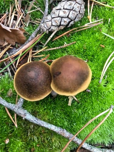 kruchawica aksamitna