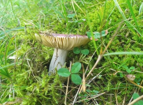 Gołąbek