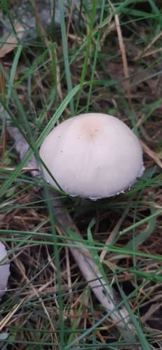 Pieczarka biaława