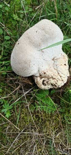 Purchawka oczkowana