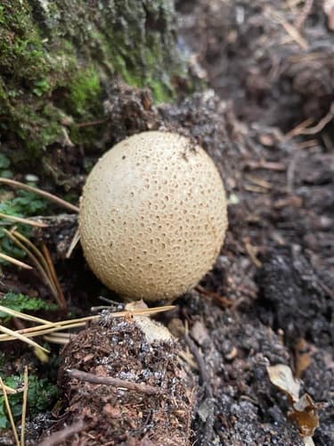 Tęgoskór cytrynowy