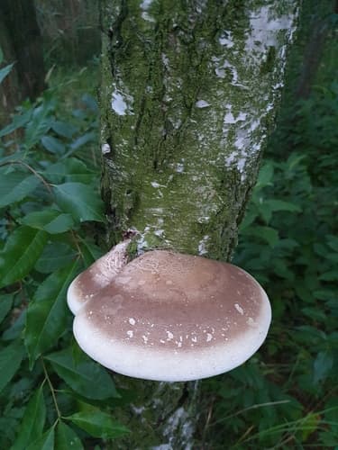 Białoporek brzozowy