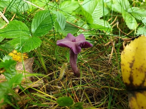 Lakówka ametystowa