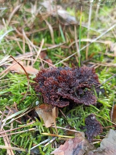 Chropiatka pospolita