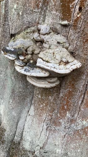 Żagwiowce