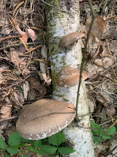 Białoporek brzozowy