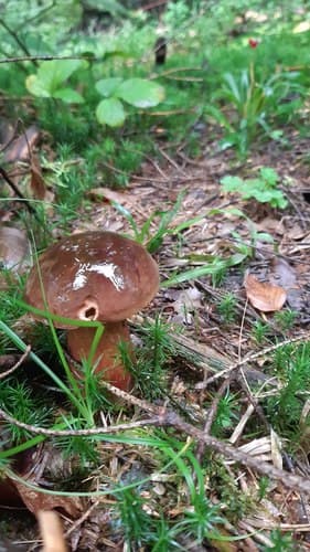 krasnoborowik ceglastopory