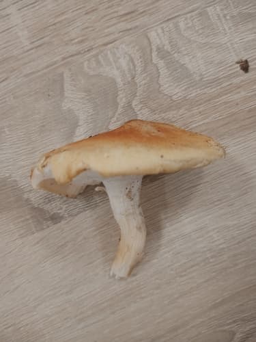 Pieczarkowce