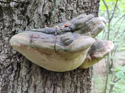 Czyreń ogniowy