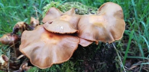 Łuskwiak zmienny