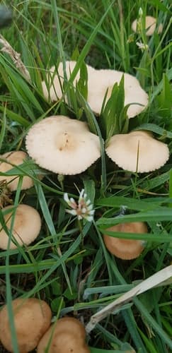 Twardzioszek przydrożny