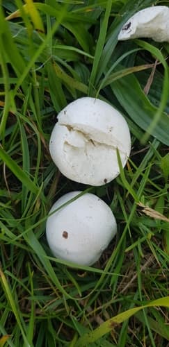 Agaricineae