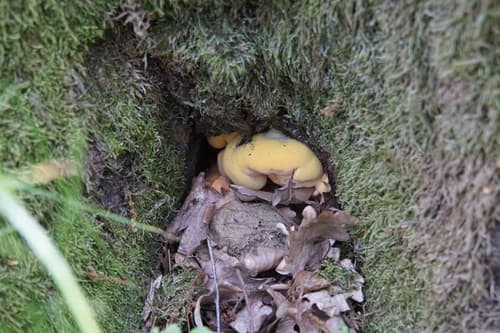 Pieczarniaki