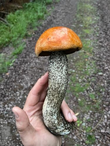 koźlarz pomarańczowożółty