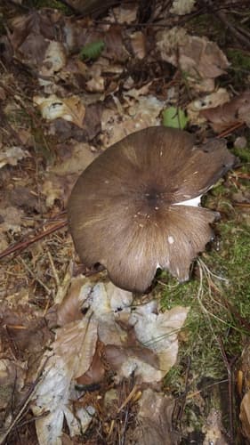 Pieniążnica szerokoblaszkowa