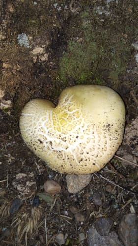 Pieczarka
