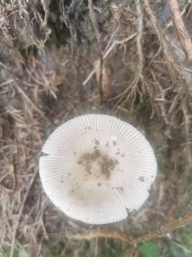 Vaginatae
