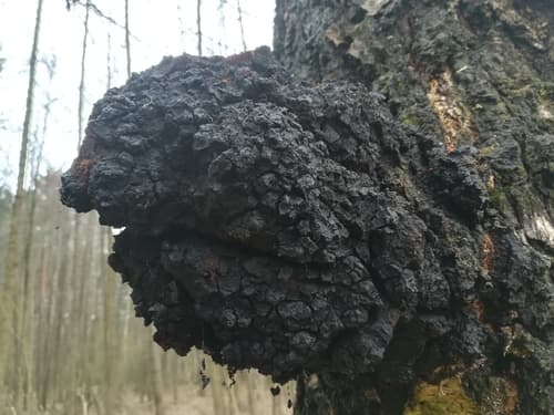 Błyskoporek podkorowy