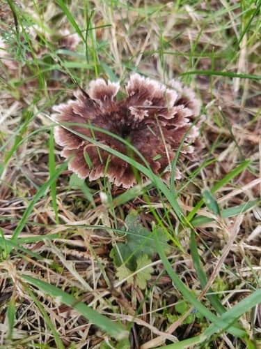 Chropiatka pospolita