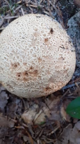 Tęgoskór cytrynowy