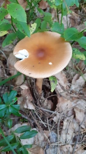 Vaginatae