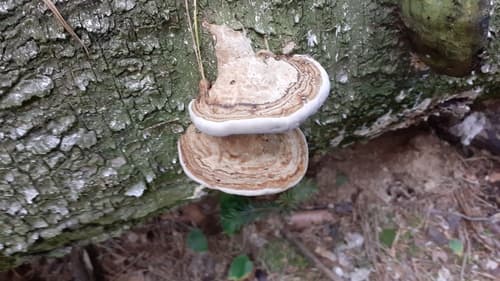 Żagwiowate