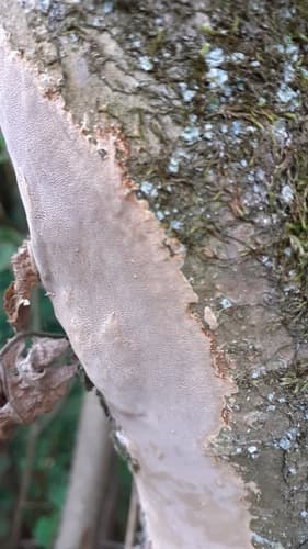Fomitiporia