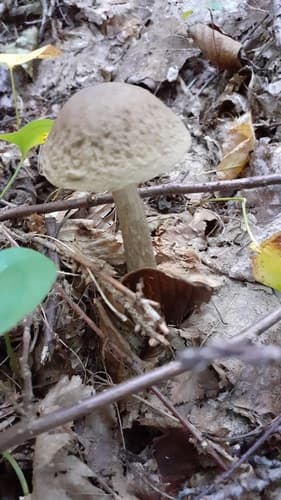 Leccinoideae