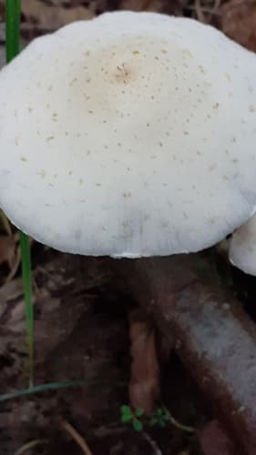Kruchaweczka