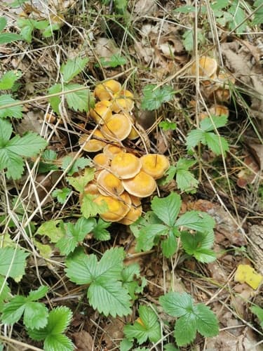 Kuehneromyces
