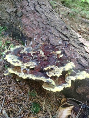 Phaeolus