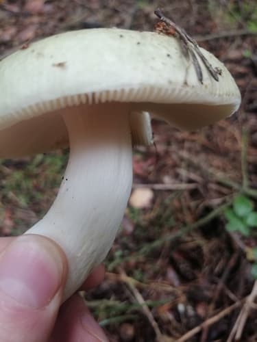 Gołąbek białozielonawy