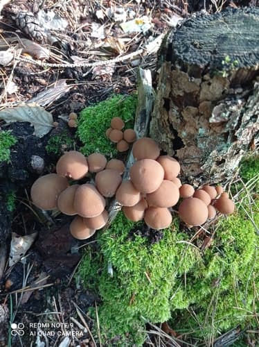 Agaricineae