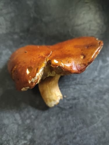 Podgrzybek brunatny
