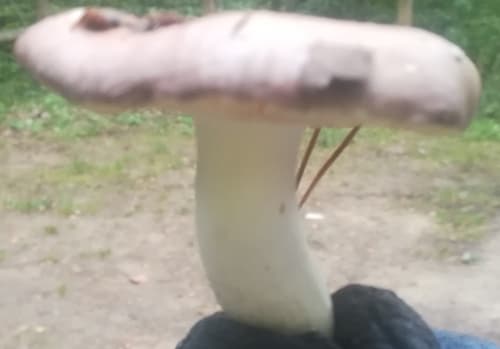 Gołąbek zielonawofioletowy