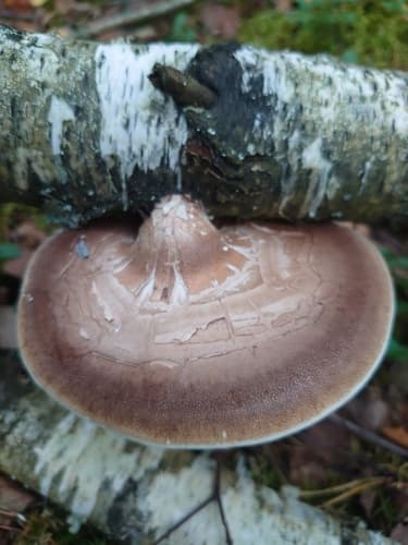 Białoporek brzozowy