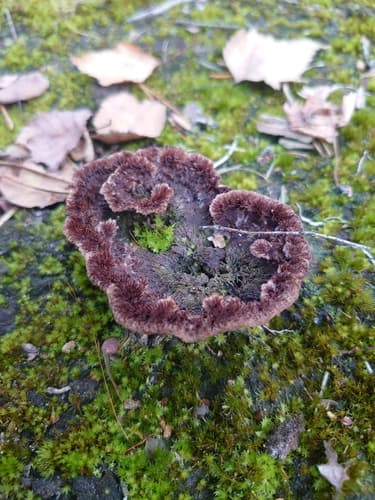 Chropiatka pospolita