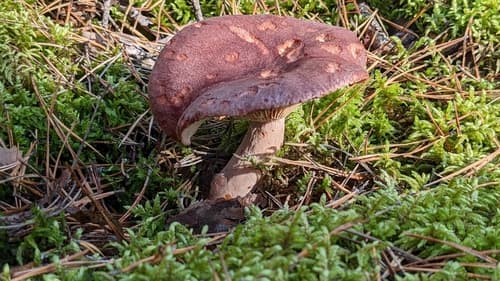 Mleczaj