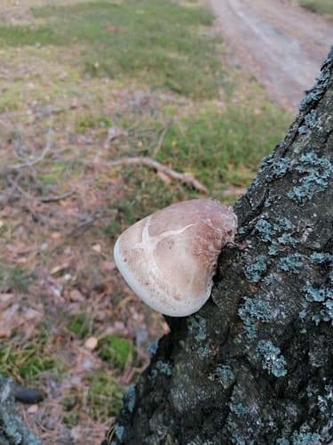 Białoporek brzozowy