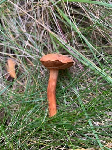 Maślaczek pieprzowy