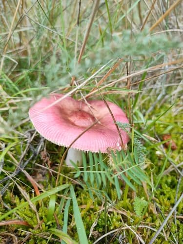 Gołąbek