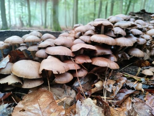 Pieczarkowce