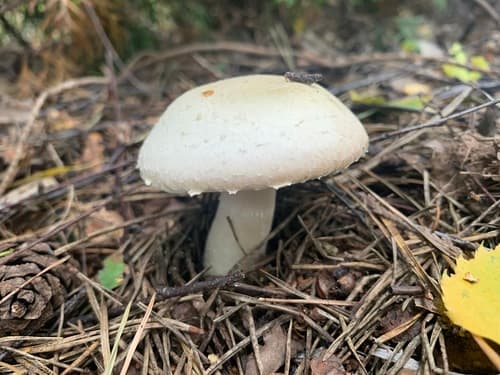Pieczarka